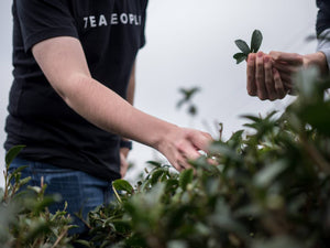 Tea People member picking tea leaves at a tea farm